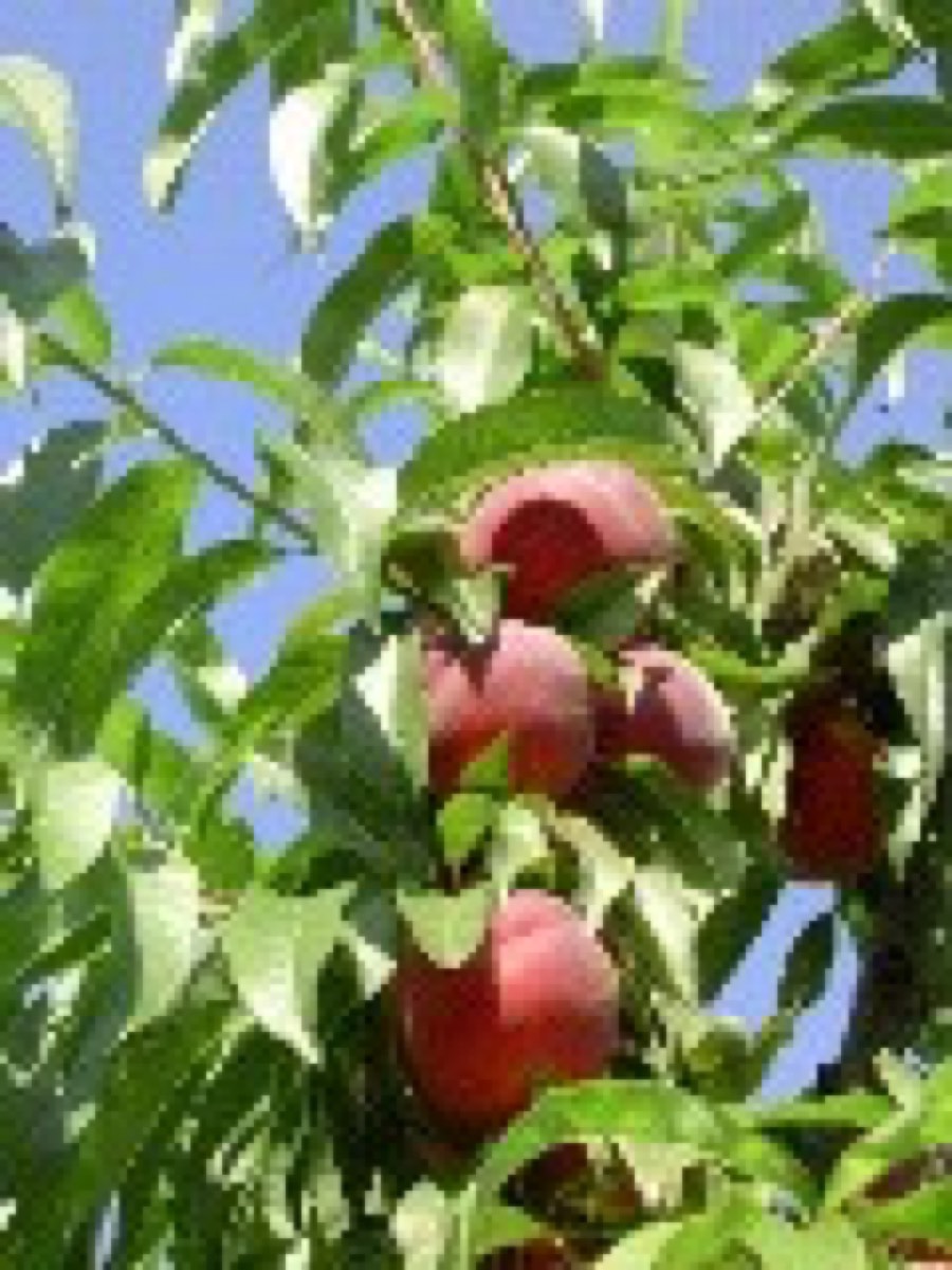 DSCN0142.JPG