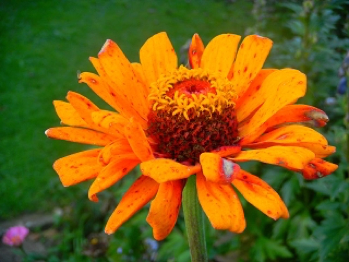 k_DSCN2052.JPG