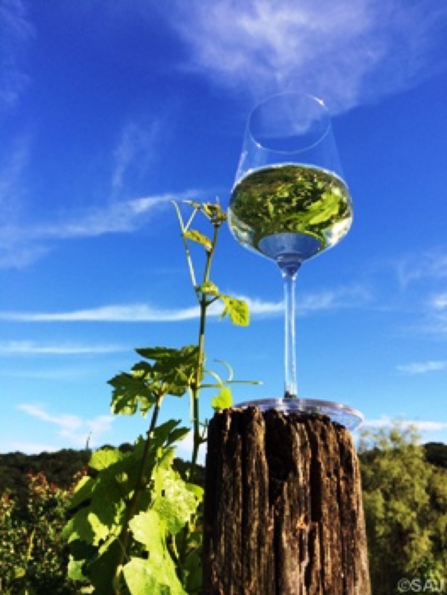 Foto_27.05.14_18_31_42__2__Rebe_Wein_Himmel.jpg