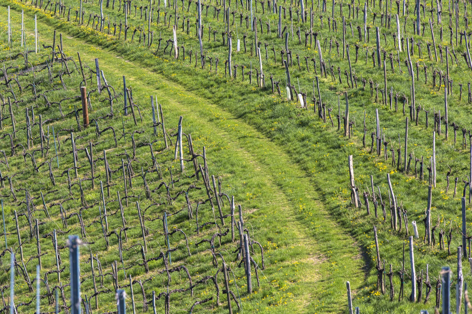 Weinberge im Abendlicht