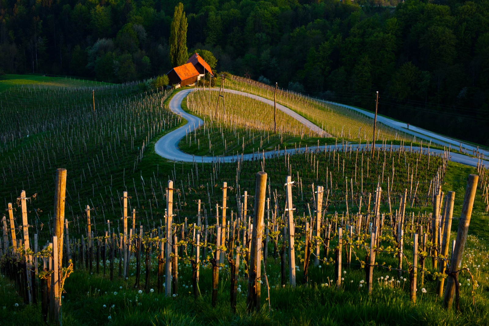 Weinbergstraße bei einem Weingut in der Abendsonne