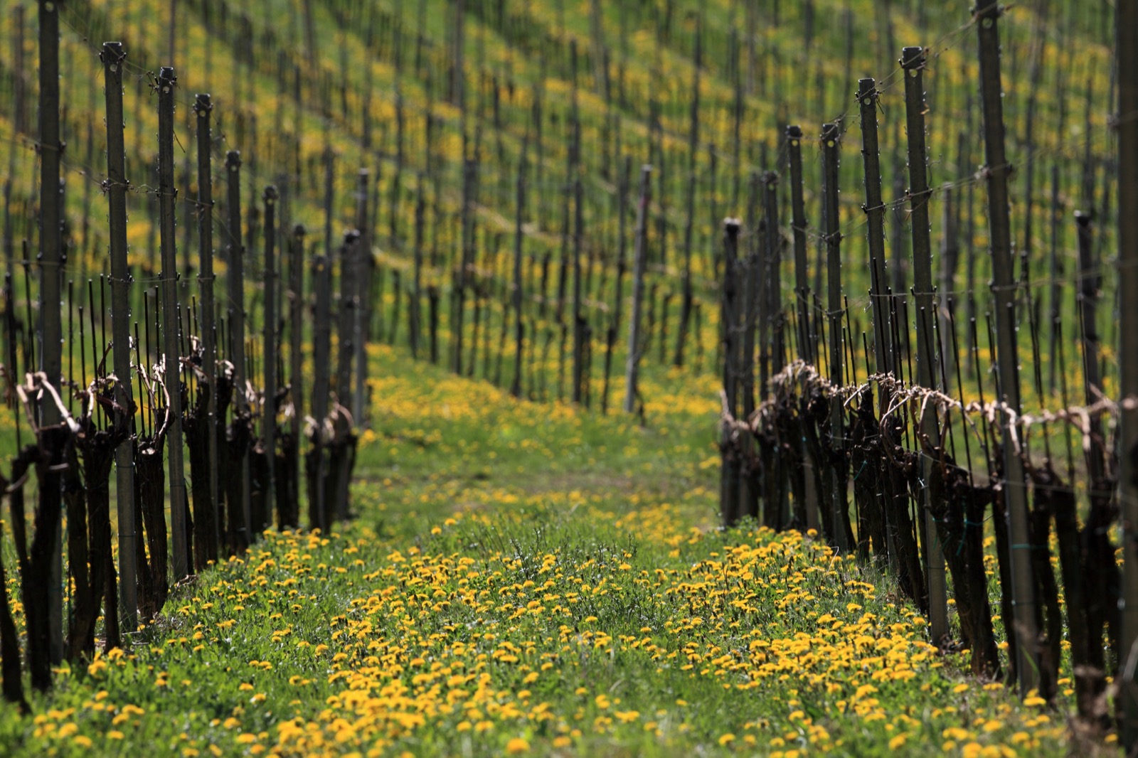Weinberg im Frühling mit blühendem Löwenzahn
