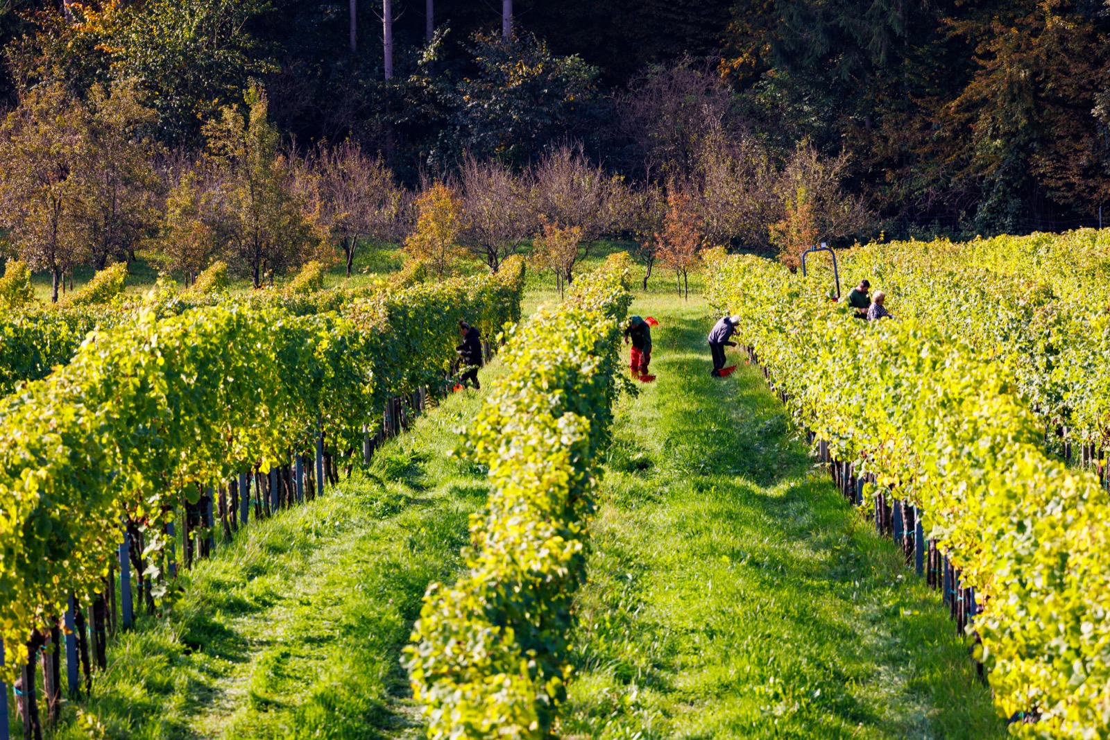 Morgenlicht über den Weinbergen der Südsteiermark