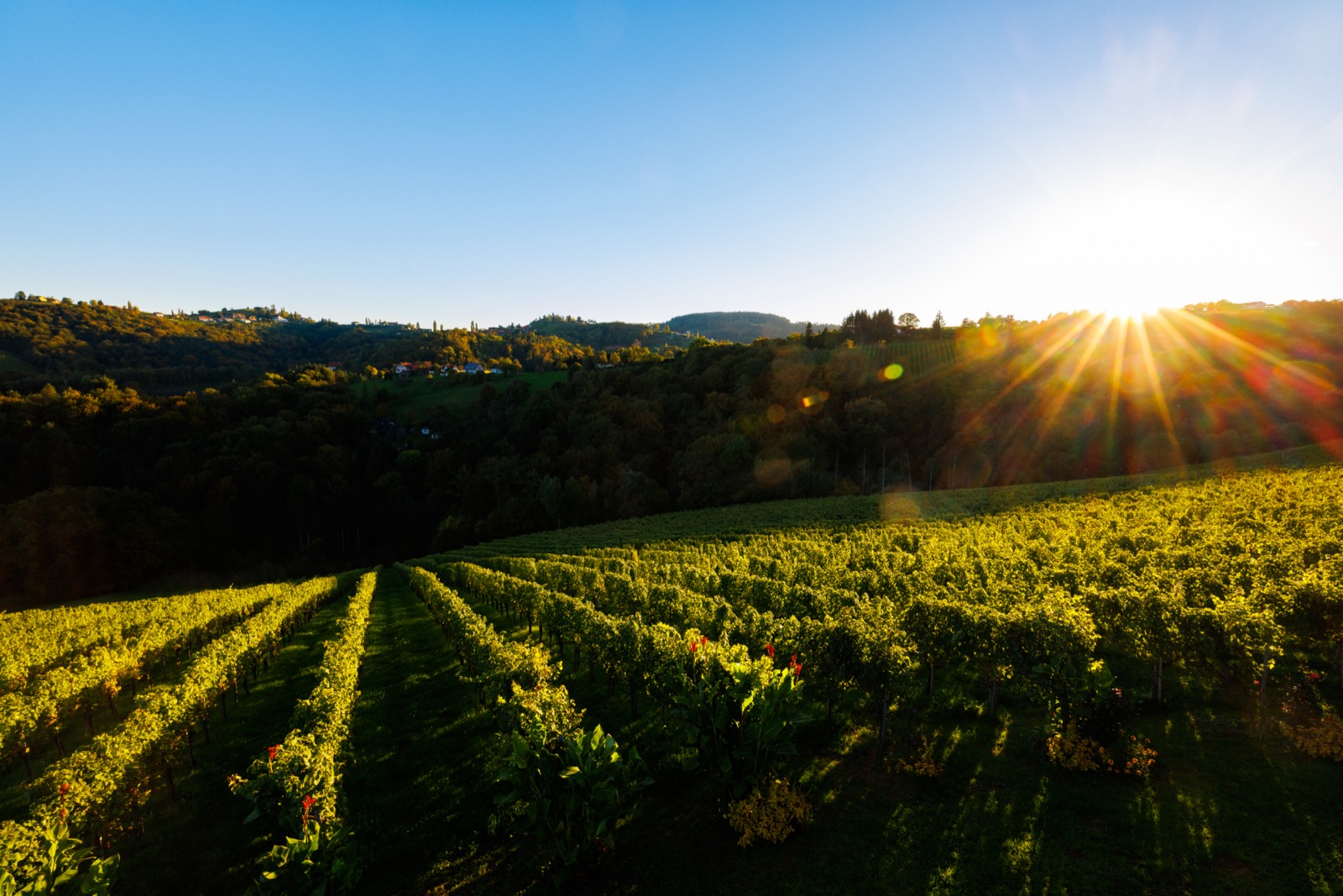 Weinberge entlang der südsteirischen Weinstraßen