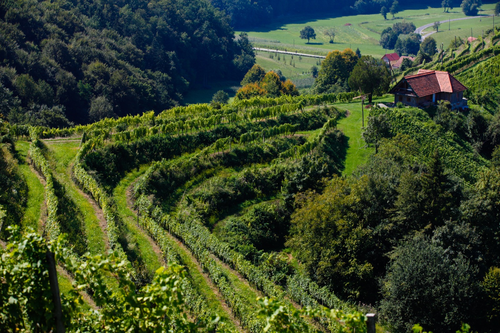 Terrassierte Weinberge im Sausal