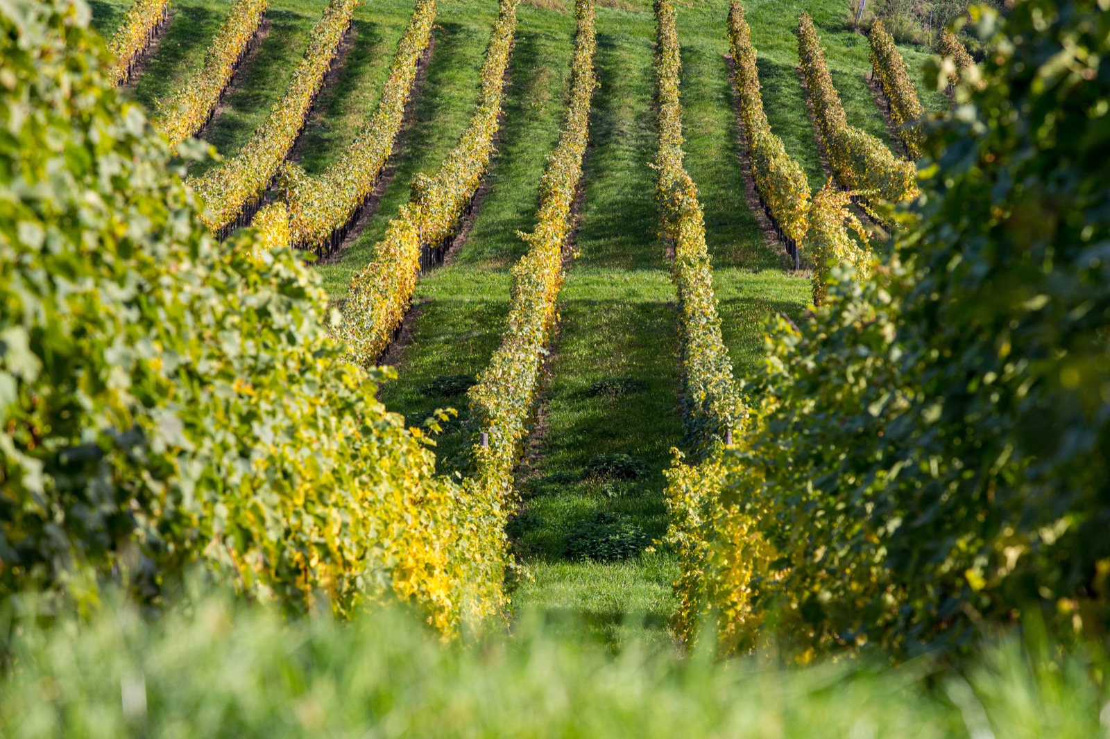 Impression aus der Region Leutschach