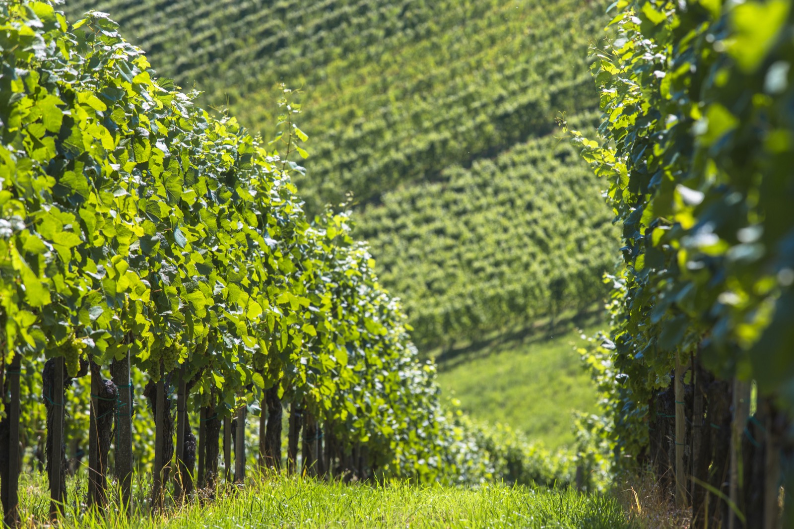 Aussicht über die Weinberge bei Leibnitz